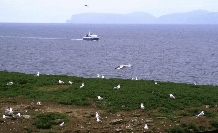 St Ola (III) approaching Scrabster