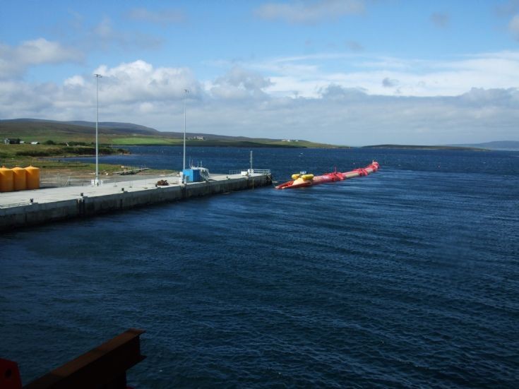 Pelamis