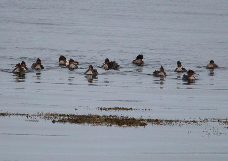 Mergansers at Lyness