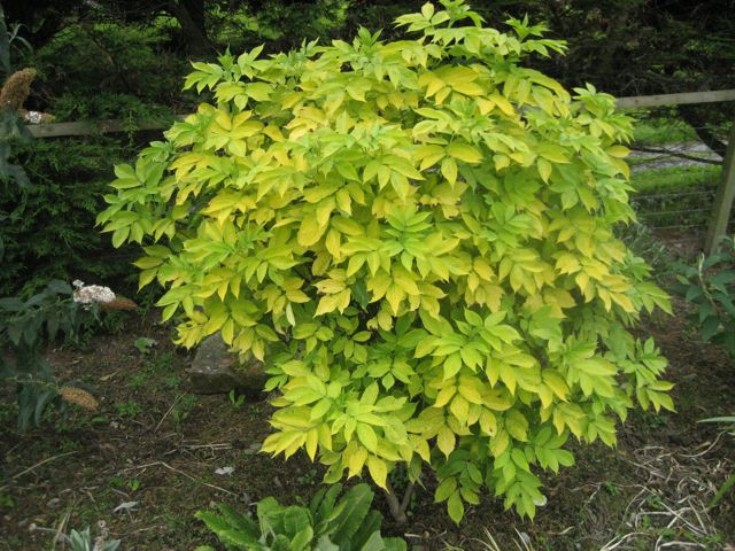 Golden elder: Sambucus nigra 'Aurea'