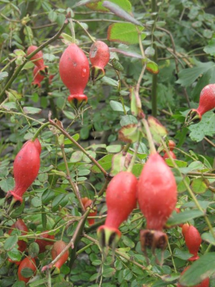 Rosa moyesii hips