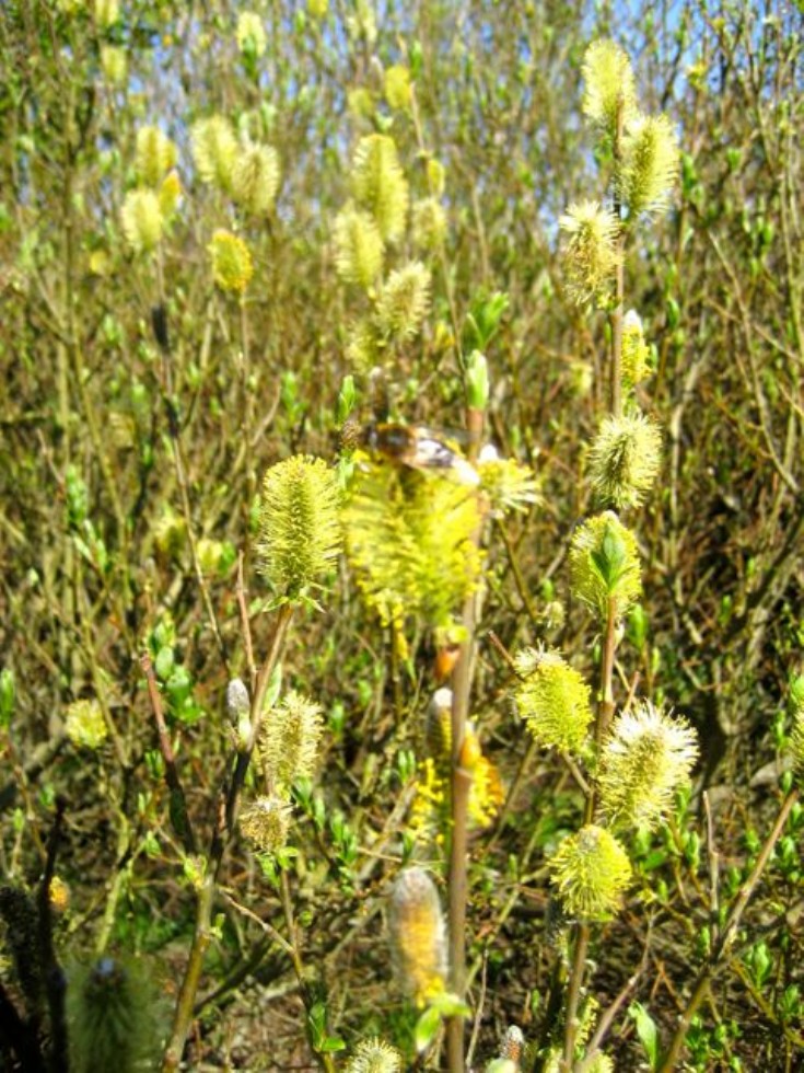 Tea-leaved willow