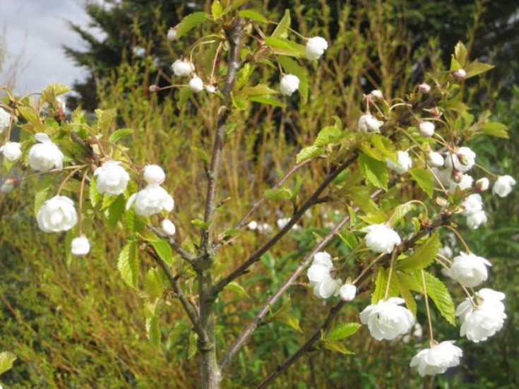 Double cherry Prunus avium 'Plena'