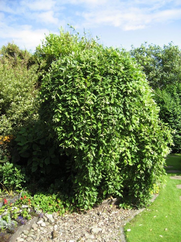 Salix caprea 'Kilmarnock'