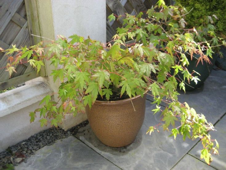 Acer