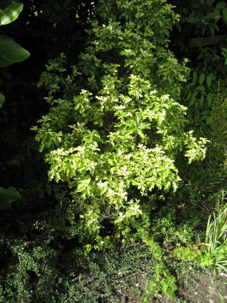 Pittosporum