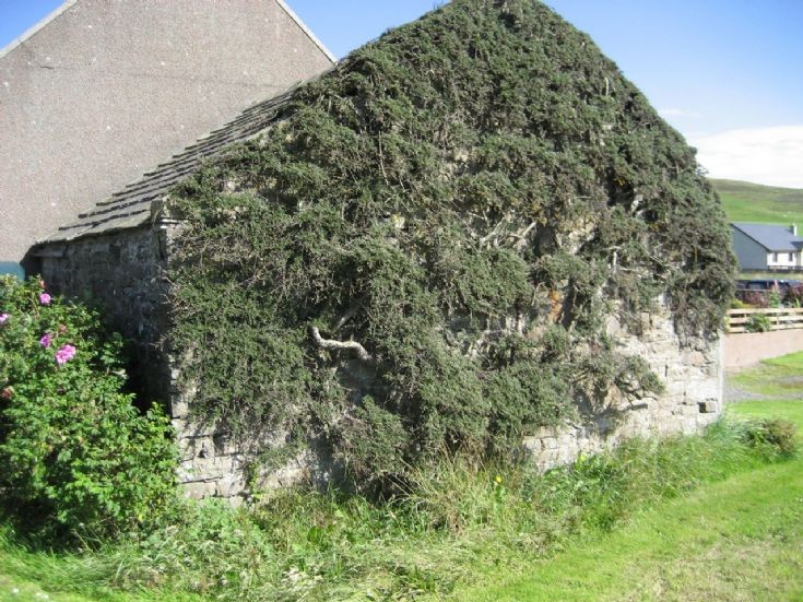 Cotoneaster