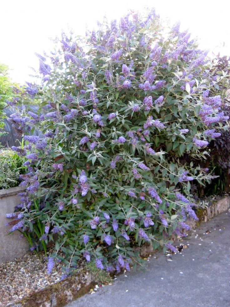Buddleja 'Lochinch'