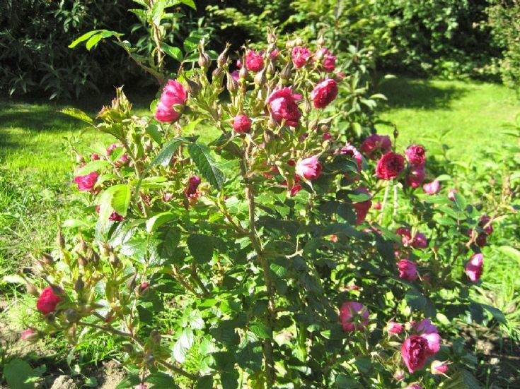 Red Grootendorst rose