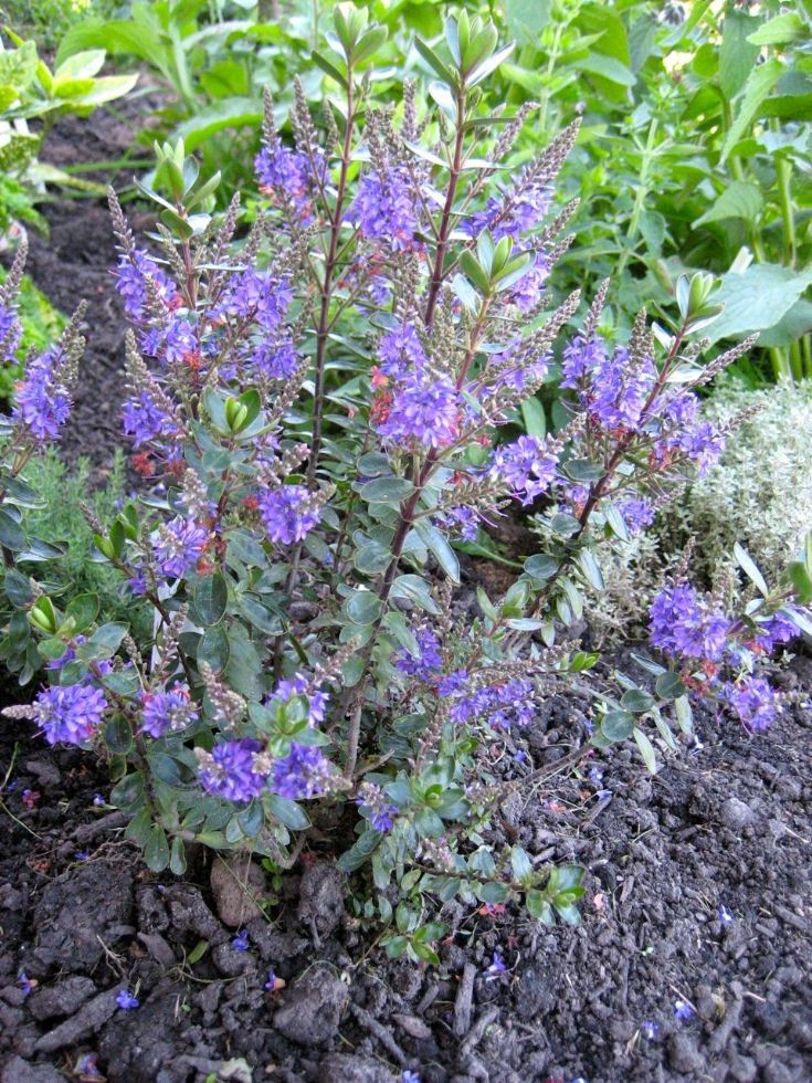 Hebe 'Purple Pixie'