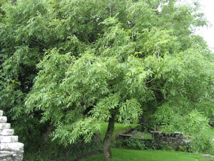 Ash tree