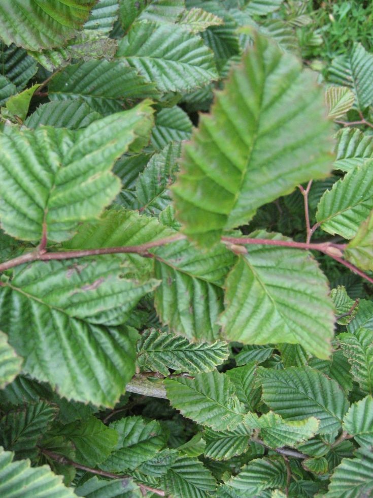 Hornbeam