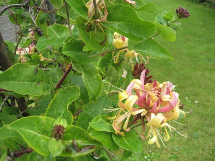 Honeysuckle