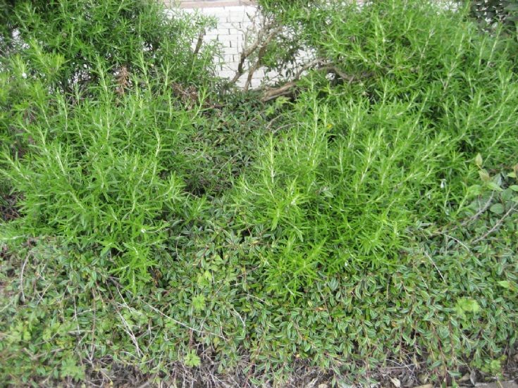 Rosemary