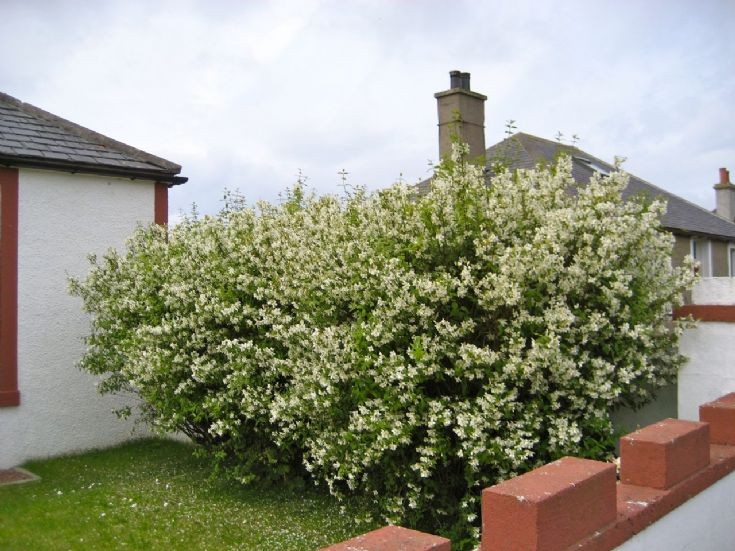 Philadelphus grown as a hedge