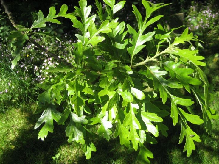 Turkey oak leaves