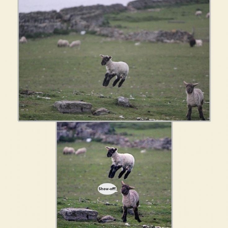Animal magic