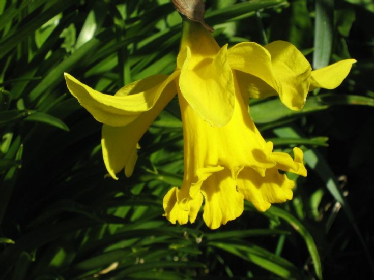 Spring's delight