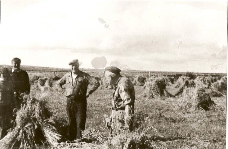 Harvest scene at Cleat, Stronsay