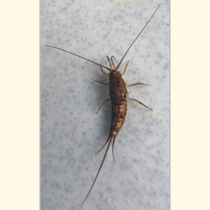 Forkytail?