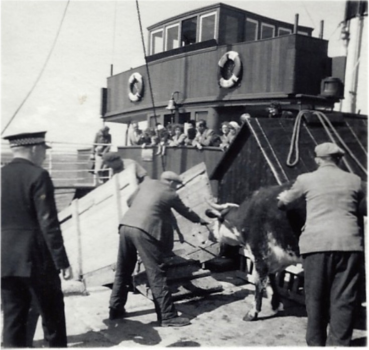 SS Earl Thorfinn being loaded with cattle