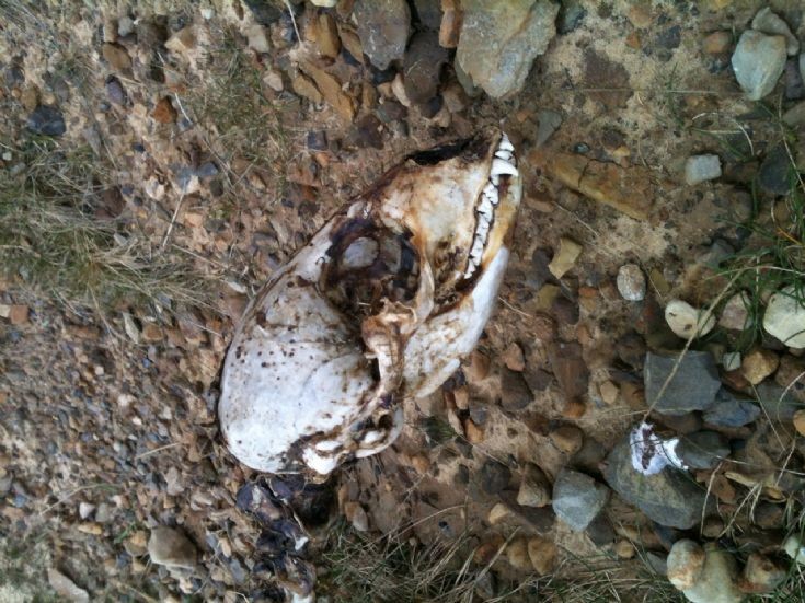 Mystery head