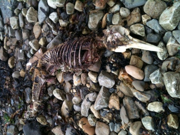 Skeleton