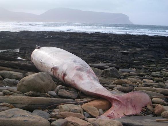 Cuviers Beaked Whale