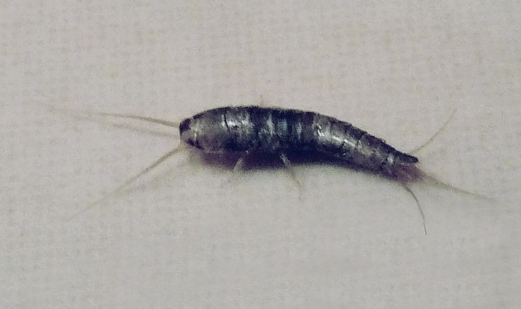 Silverfish