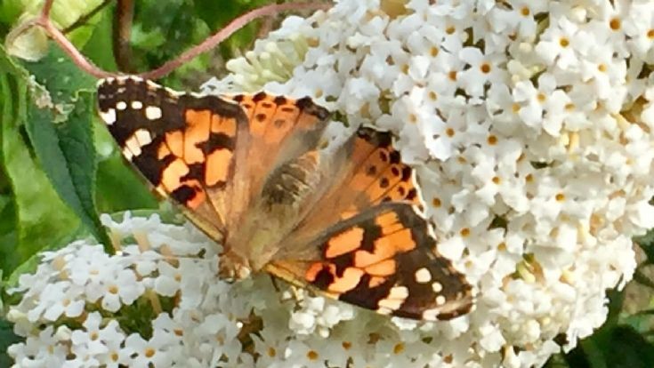 Painted Lady butterfly
