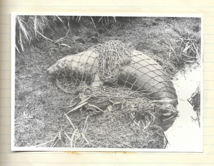 London Zoo seal-acquisition project #12