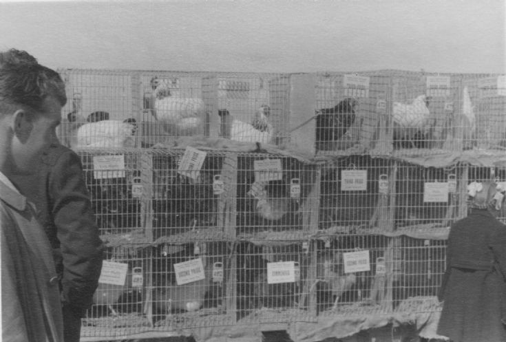 Dounby Agricultural Show 1956 (5/6)