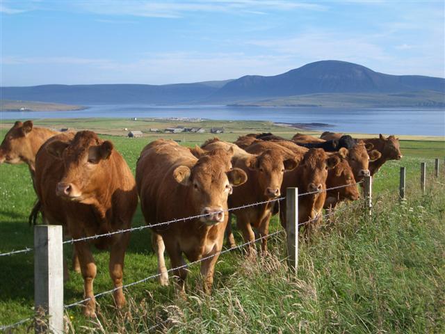 Limousin Cattle