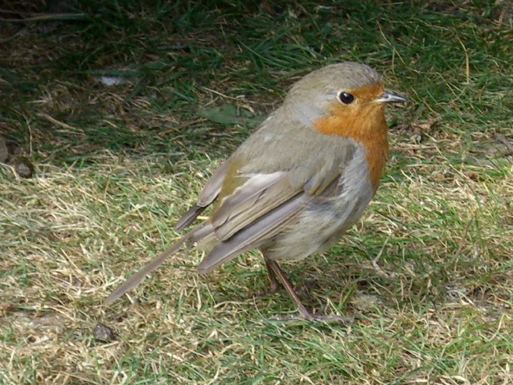 peedie red breast
