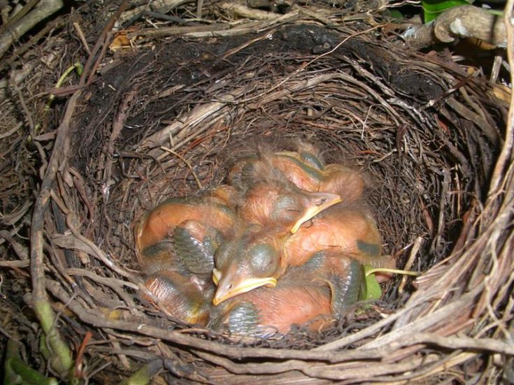 Blackbird Chicks