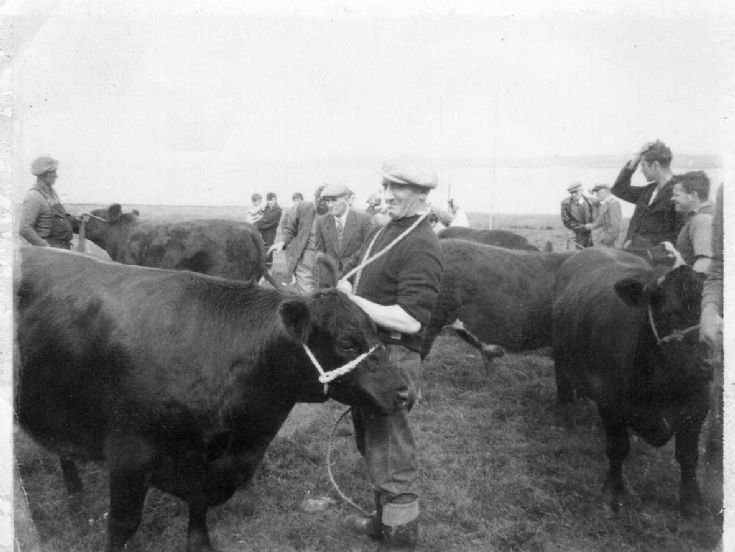 Rousay Show