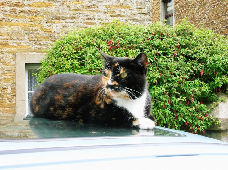 STROMNESS CAT 1