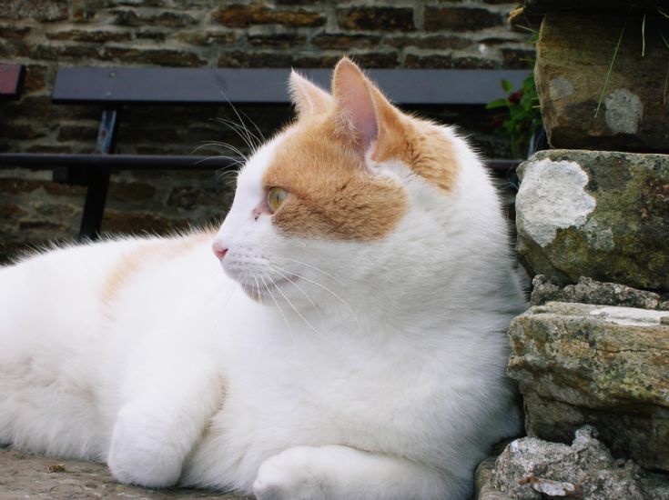 Stromness Cat 3