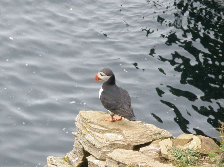 Puffin - Westray July 2007
