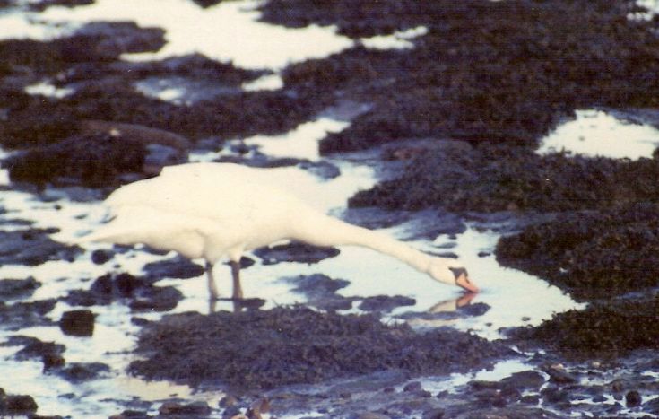 Swan