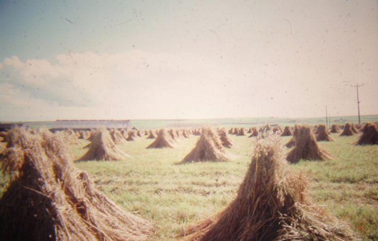 Harvest Scene