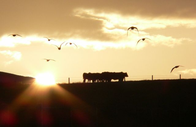 Rousay sunset