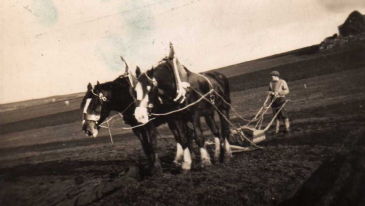 Ploughing in Egilsay