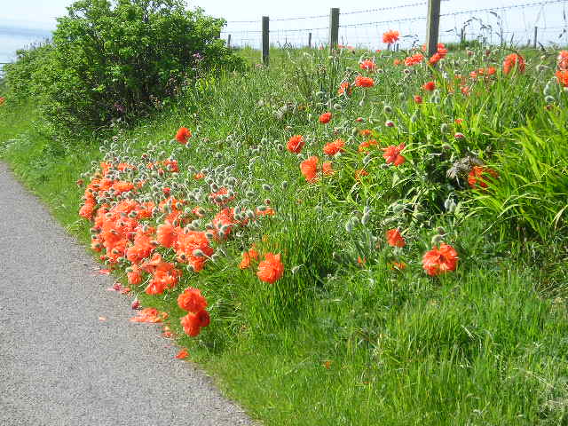 Poppies