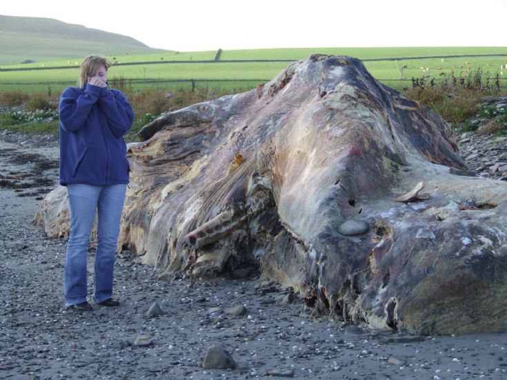 Sperm Whale
