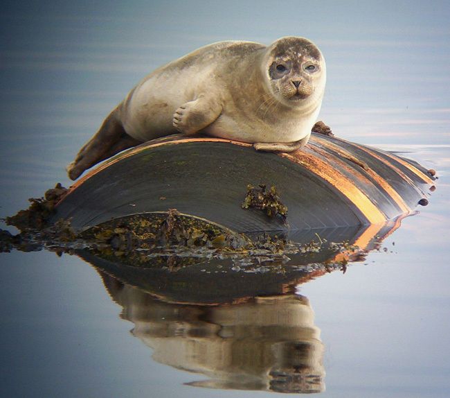 Seal