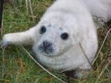 Peedie selkie