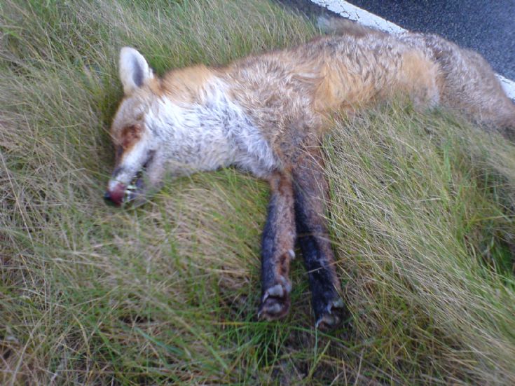 Orkney Fox again again