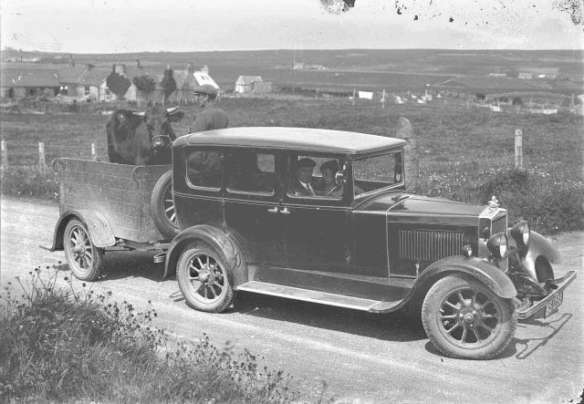 Transporting a bull by trailer, Harray