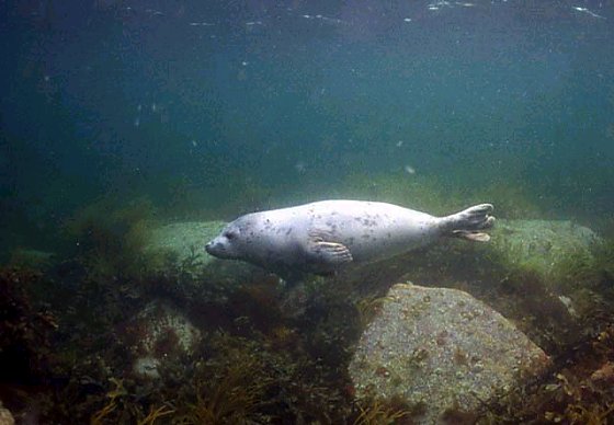 Grey Seals at the Barrel of Butter, Scapa Flow